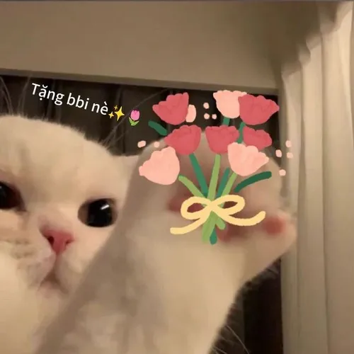 Tuyển tập meme mèo ôm hoa gửi tặng crush cực duyên