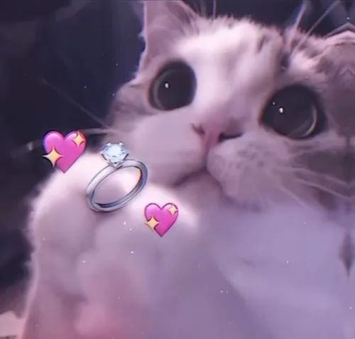 Meme mèo cầm bó hoa hồng đỏ tạo cảm giác dịu dàng.