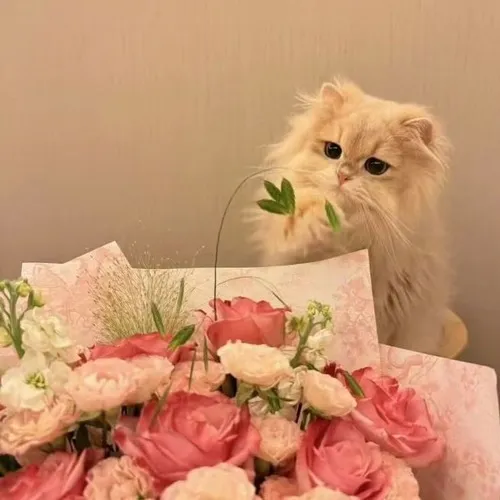 Ảnh chế mèo cầm bó hoa hồng mini nhìn cực ngơ.