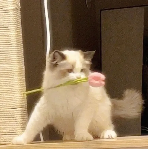 Ảnh troll mèo ngậm hoa hồng đỏ như một lời xin lỗi.