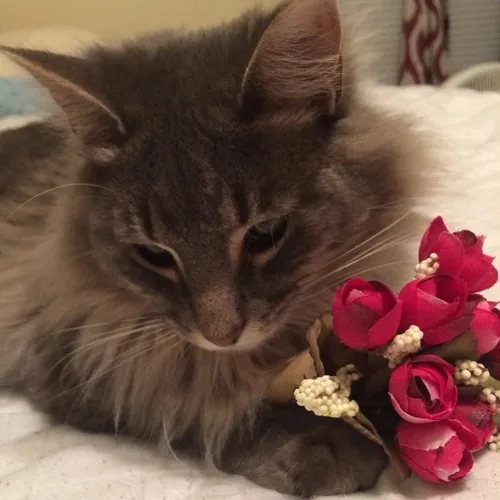 Ảnh chế mèo đứng cạnh lọ hoa hồng trắng tinh.