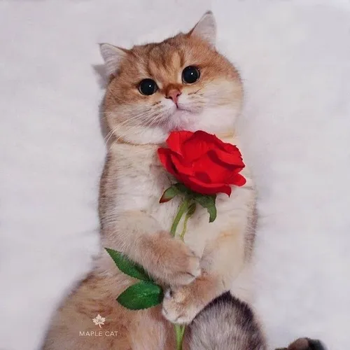 Meme mèo đặt bó hồng lên chân như muốn tặng ai đó.