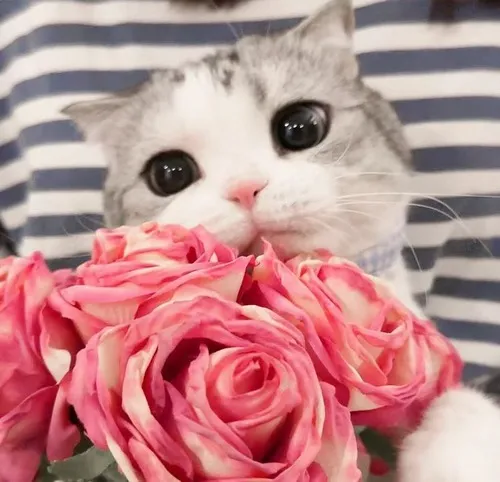 Meme mèo ngồi giữa thảm hoa hồng tạo vibe lãng mạn.