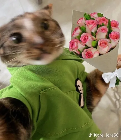 Meme mèo tựa người vào giỏ hoa hồng pastel mềm mại.