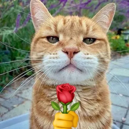 Meme mèo chơi với dây ruy băng buộc bó hoa hồng.