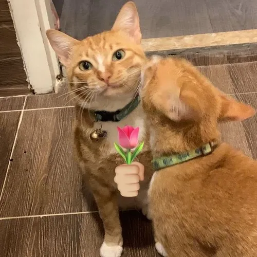 Ảnh troll mèo đặt bông hồng đỏ lên đầu tạo sự hài hước.