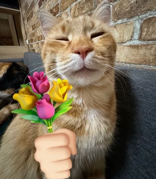 Ảnh troll mèo nằm cạnh bó hồng trắng kiểu thơ.