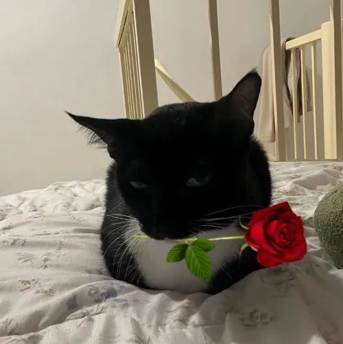 Meme mèo đứng cạnh hoa hồng đen tạo điểm nhấn lạ.