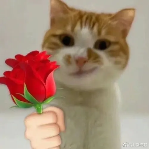 Mèo tặng hoa và vibe đáng yêu khiến ai cũng mềm lòng