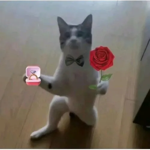 100+ ảnh Meme Mèo Tặng Hoa dễ thương cute phù hợp gởi cho crush hoặc người thân