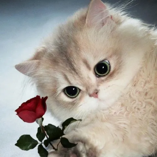 Ảnh chế mèo đứng giữa những bông hồng đỏ rực.