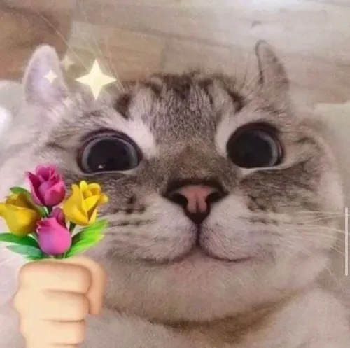 Ảnh vui mèo ôm hoa hồng cam gợi vẻ tinh nghịch.