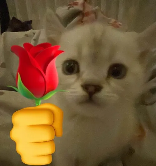 Meme mèo ôm bó hồng pastel với ánh mắt long lanh.