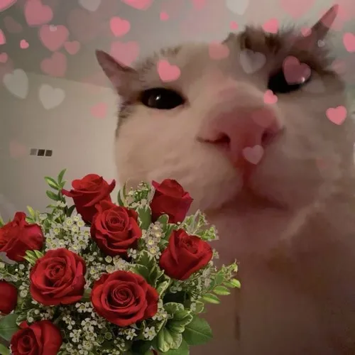 Meme mèo giấu hoa hồng sau lưng chờ khoảnh khắc tặng.