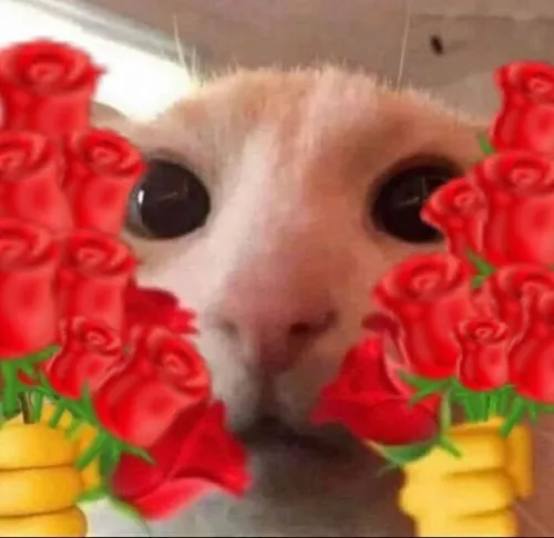 Ảnh chế mèo nâng nhành hoa hồng tươi giữa góc phòng.