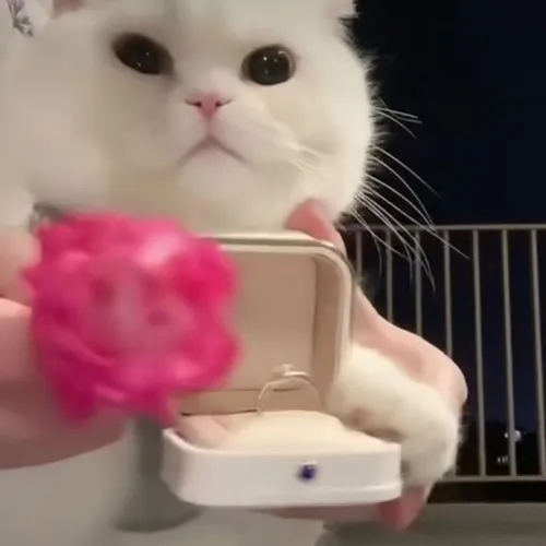 Những biểu cảm mèo cầm hoa làm cuộc trò chuyện bớt căng