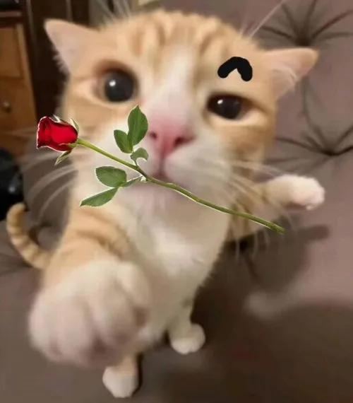 Ảnh vui mèo ngồi bên giỏ hoa hồng phớt dễ thương.