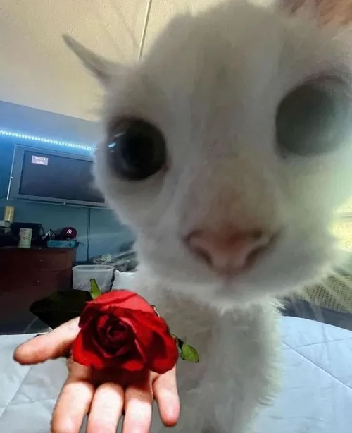 Meme mèo đứng khúm núm với một nhành hồng đỏ.