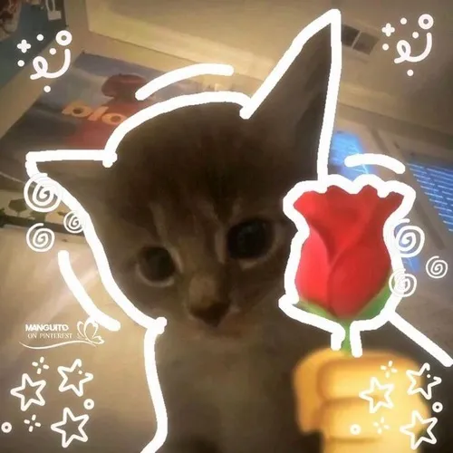 Ảnh vui mèo đặt hai bông hồng lên bàn nhìn đáng yêu.