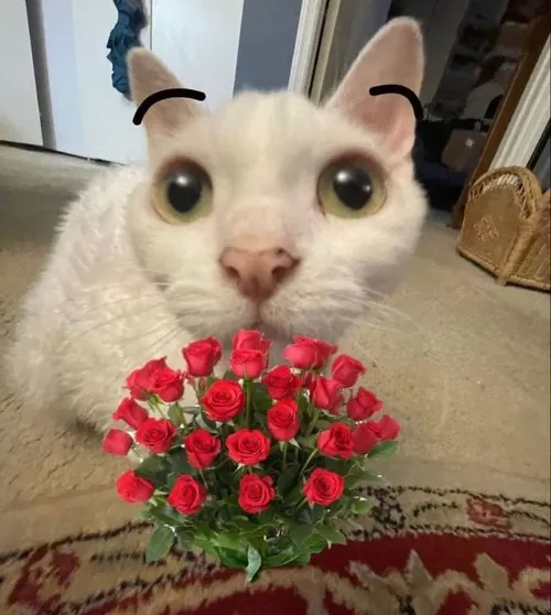 Ảnh vui mèo chọn hoa hồng cam trong nhiều màu sắc.