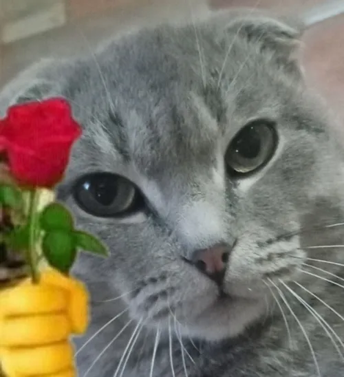 Ảnh troll mèo chạm nhẹ cánh hoa hồng đỏ rực.