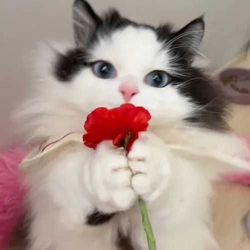 Loạt ảnh mèo ngại ngùng trao hoa khiến dân mạng tan chảy