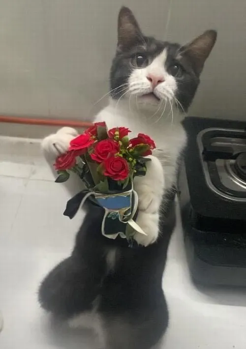 Ảnh vui mèo áp mặt vào bó hoa hồng nở rực.