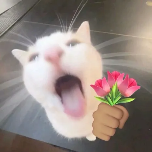 Mèo cầm bó hoa bé xíu và cái ngơ đặc trưng siêu hút mắt