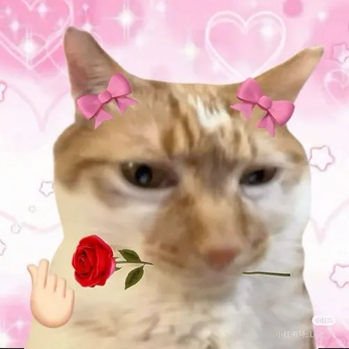 Meme mèo nghiêng đầu khi đưa hoa hồng đỏ đầy ngại ngùng.