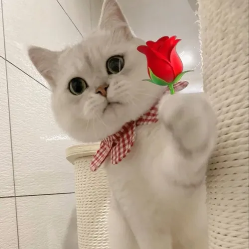 Meme mèo nép mình sau bình hoa hồng pastel dịu.