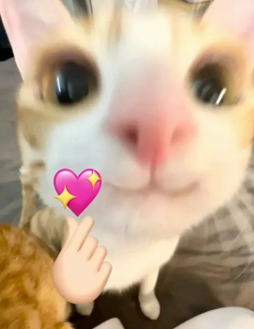 Meme mèo cầm hoa hồng trắng mang vibe trong trẻo.