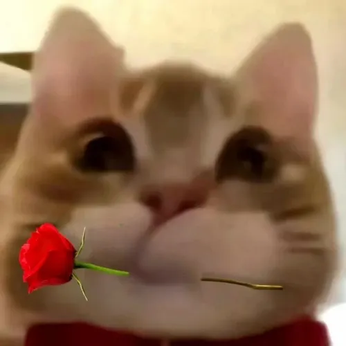 Bộ meme mèo tặng hoa dễ thương cho mọi tình huống cảm ơn