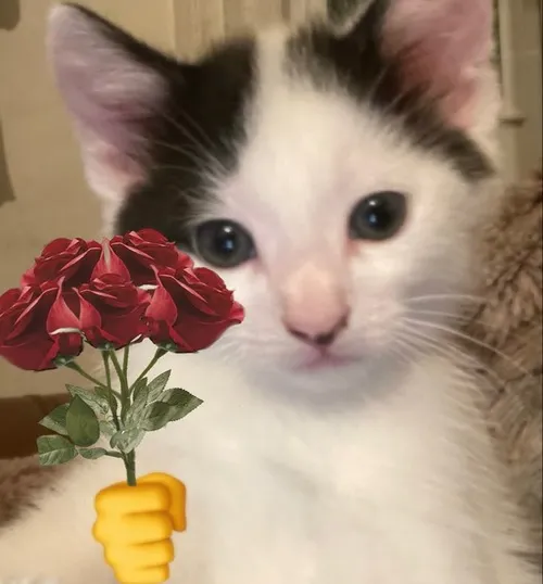 Ảnh chế mèo ngửi hoa hồng trắng tạo khoảnh khắc đáng yêu.