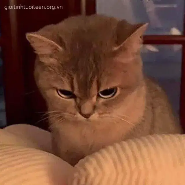 Meme mèo tức giận biểu cảm nóng nảy cực rõ nét