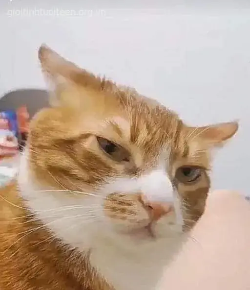 Hình mèo bực mình đôi mắt lườm sắc bén