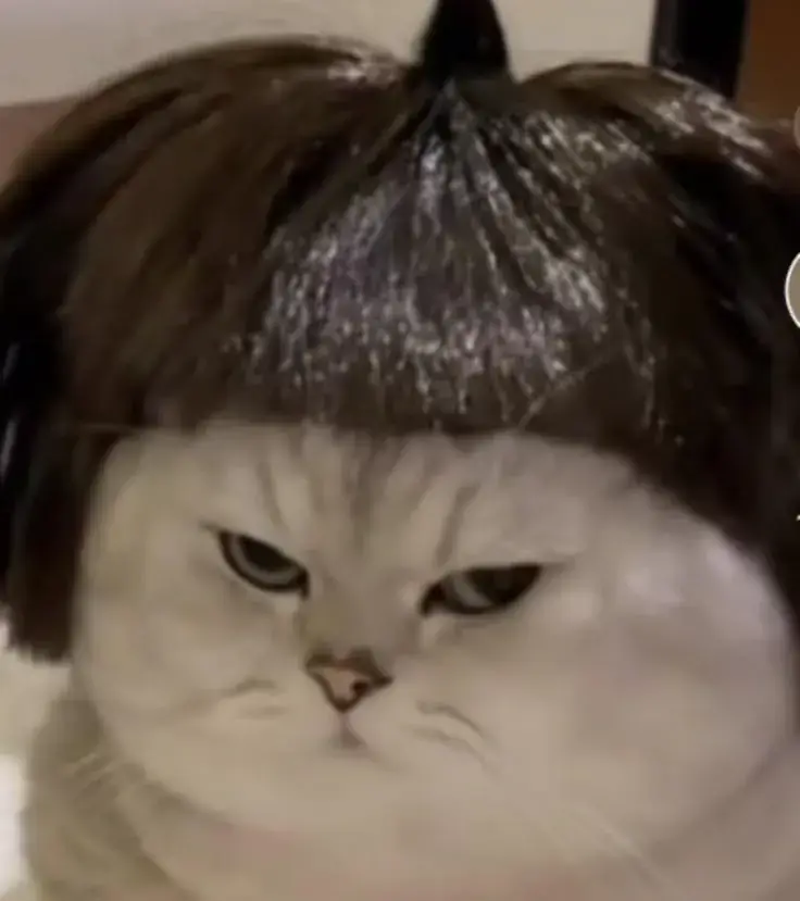 Meme mèo giận dữ khuôn mặt gắt gỏng nổi bật