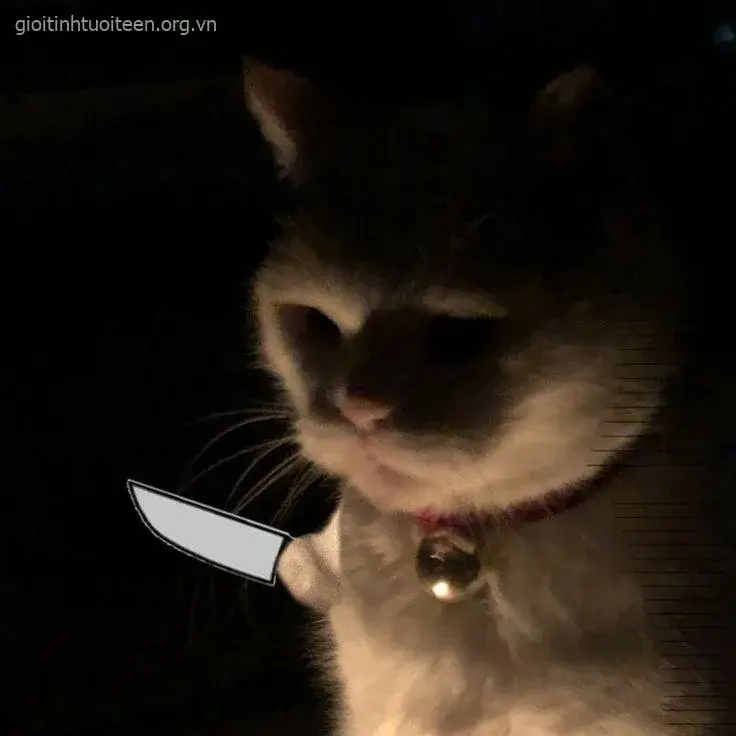 Ảnh mèo nóng nảy biểu cảm khó chịu cực đáng yêu