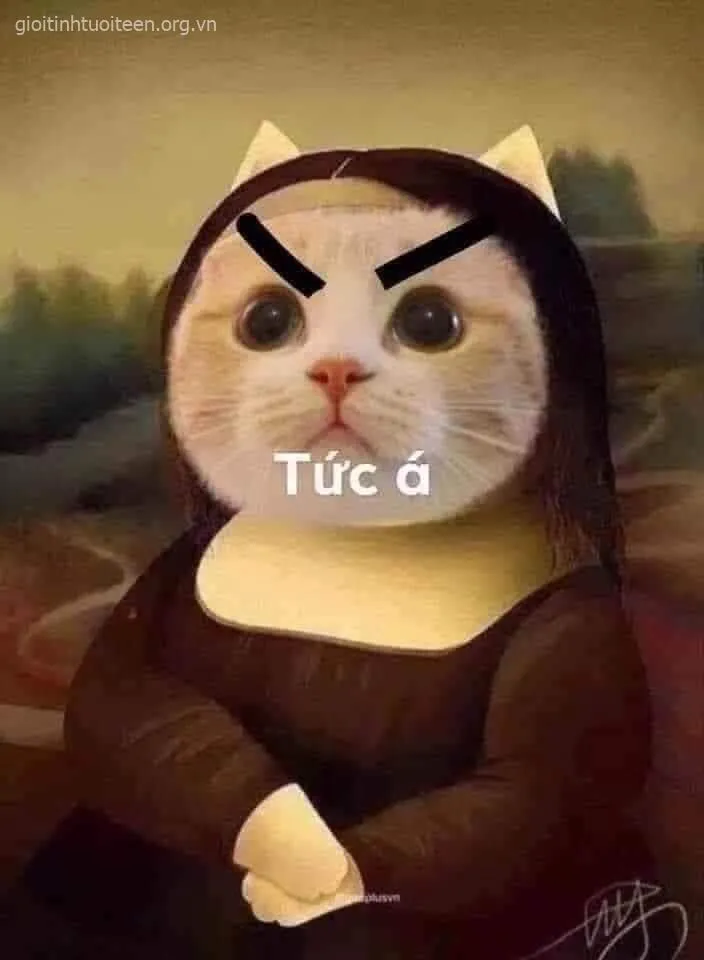 Ảnh mèo bực tức khuôn mặt đỏ gay vì cáu gắt