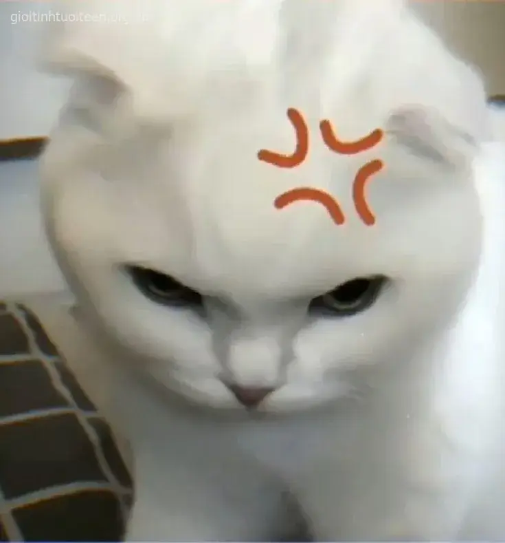 Ảnh mèo bực bội khuôn mặt hằm hằm cực gắt