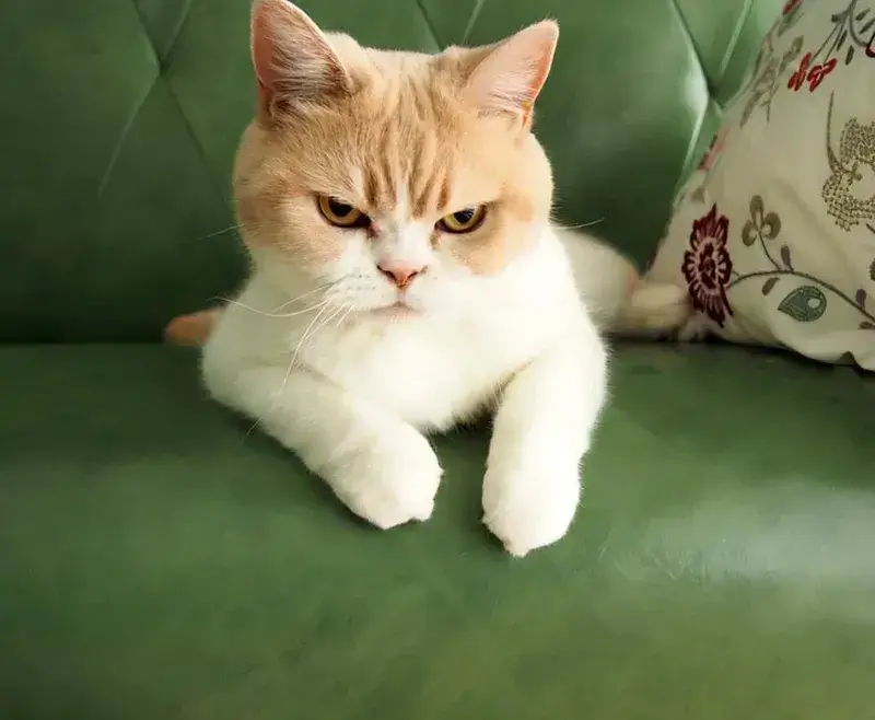 Hình mèo tức giận biểu cảm phẫn nộ không kiềm chế