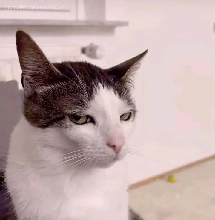 Ảnh mèo bực tức khuôn mặt cau có đầy khó ở