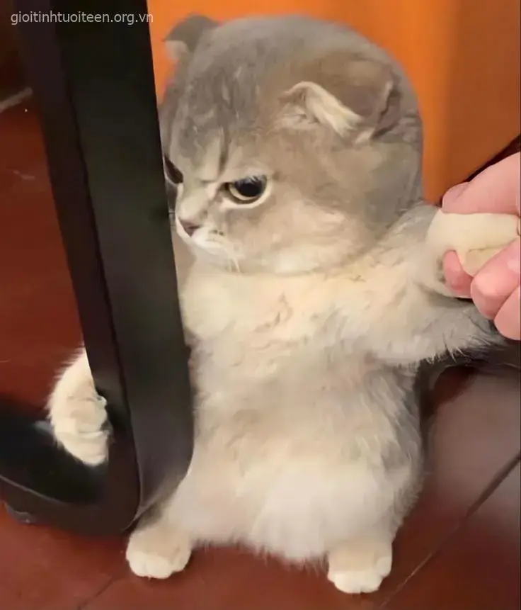 Meme mèo bực mình đôi mắt long sòng sọc giận dữ