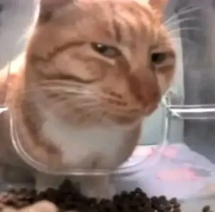 Chú mèo giận dữ nhưng trông lại siêu đáng yêu.