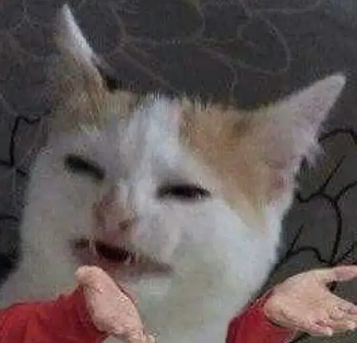 Mèo giơ tay như chào, lầy khó tả luôn.