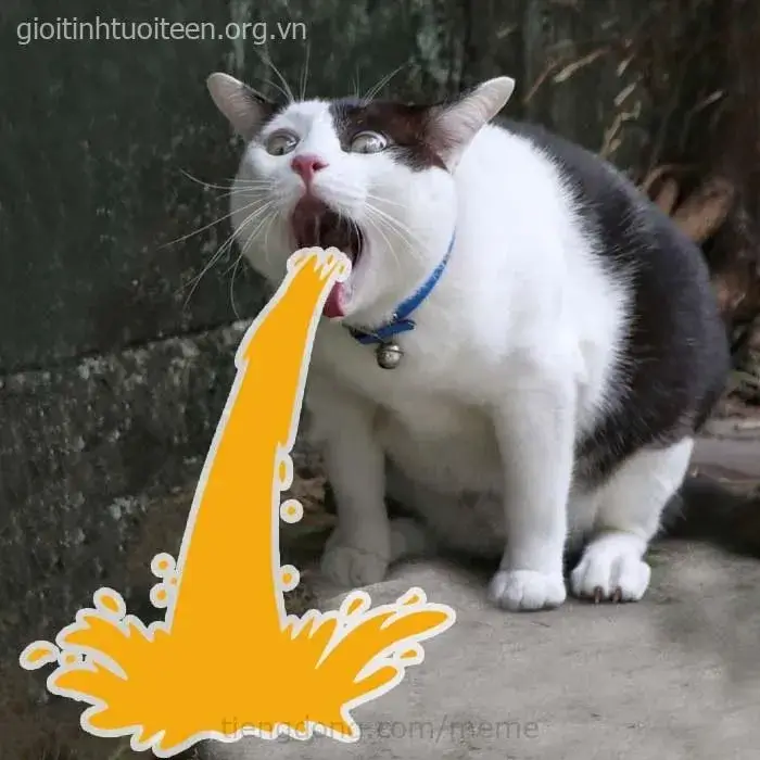 Chú mèo lè lưỡi troll bá đạo khiến ai cười.