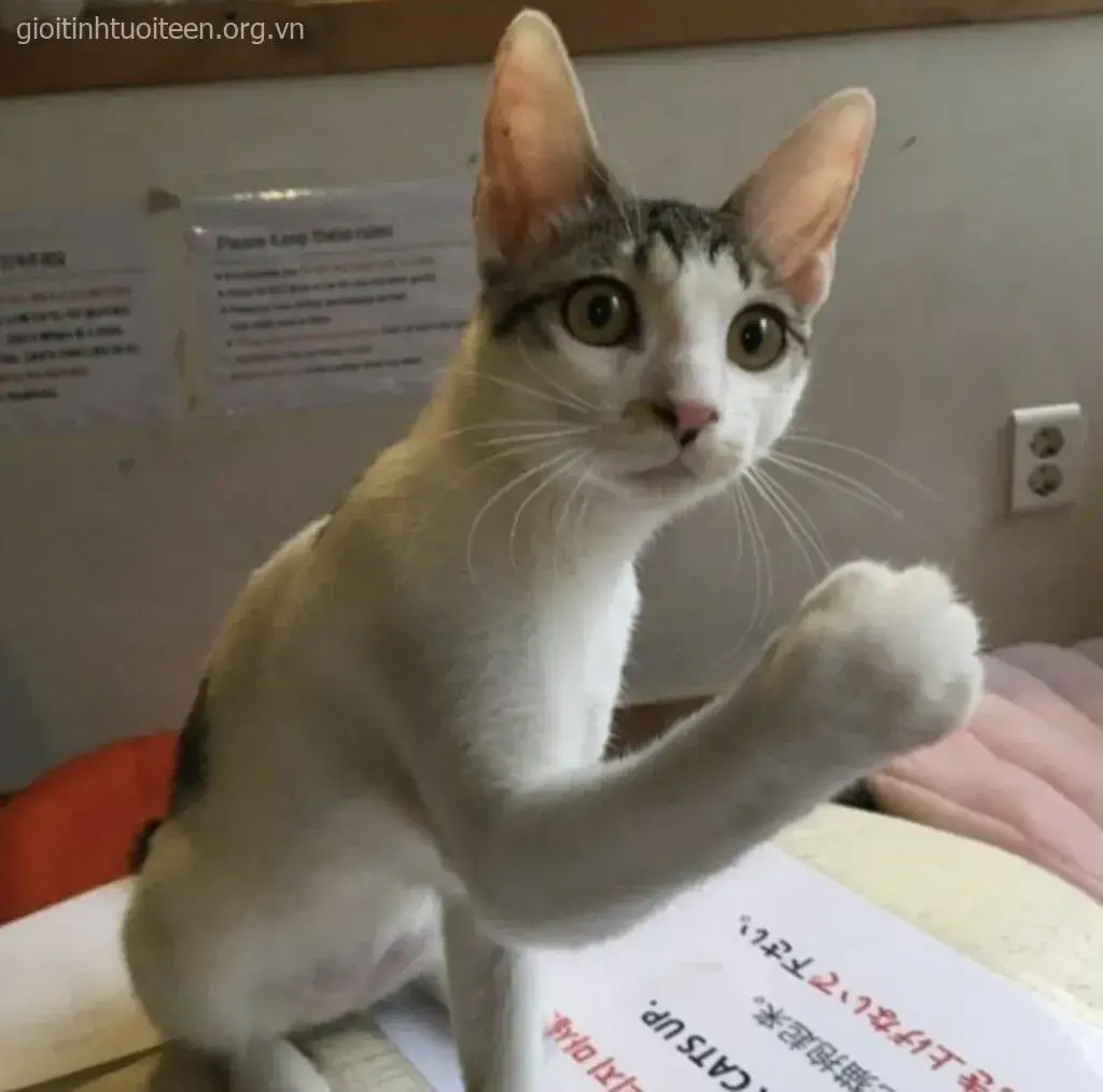 Mèo làm mặt ngu ngơ, troll bạn bè cực hợp.