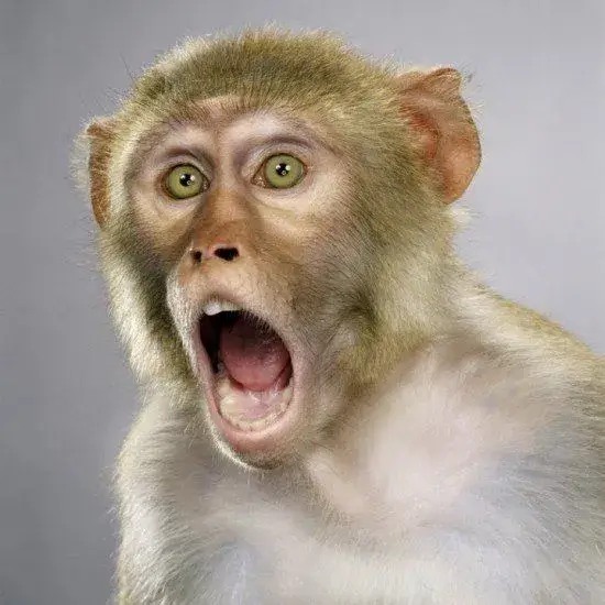 Meme ngạc nhiên y chang cảm giác mình khi bị troll