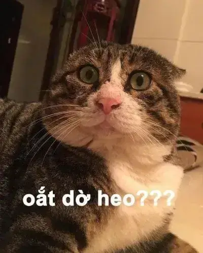 Meme mèo thất thần ánh mắt lạc lõng cực nhây