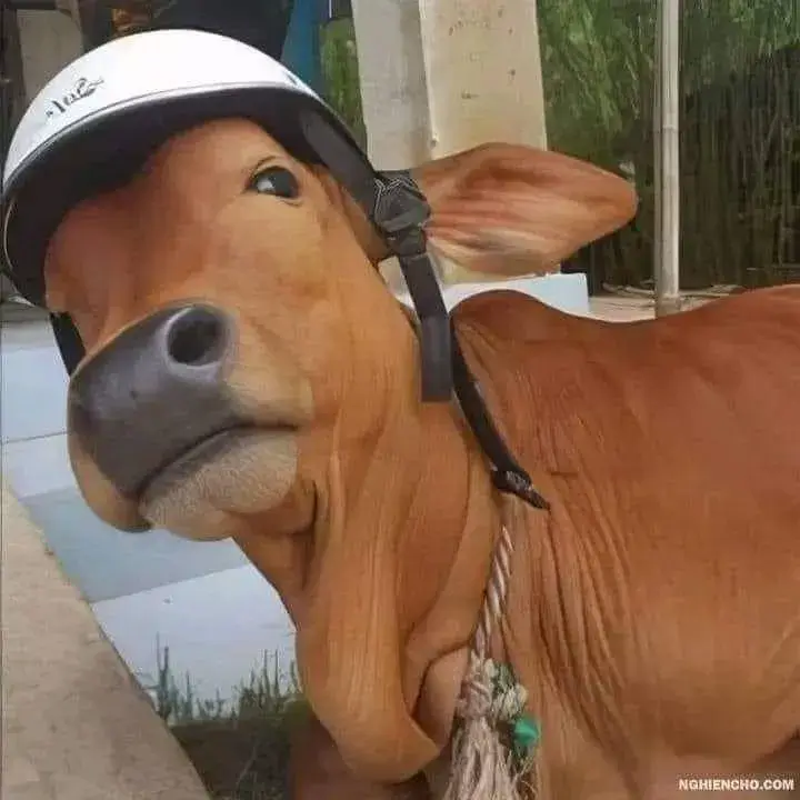 Meme loading não gương mặt quê độ cực hài