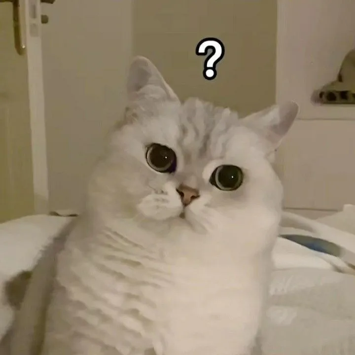 Meme mèo mặt ngơ ngác ánh mắt lạc lõng cực hài